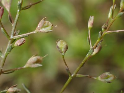 Veronica anagalloides, photographed by Julien Renoult