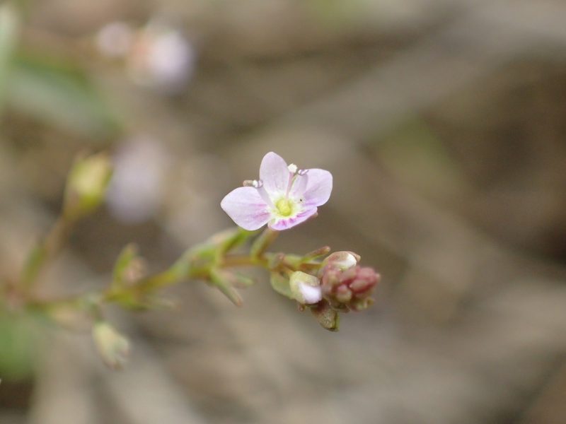 Veronica anagalloides, photographed by Julien Renoult