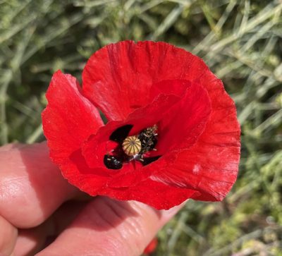 Papaver umbonatum, photographed by Henrik Kibak