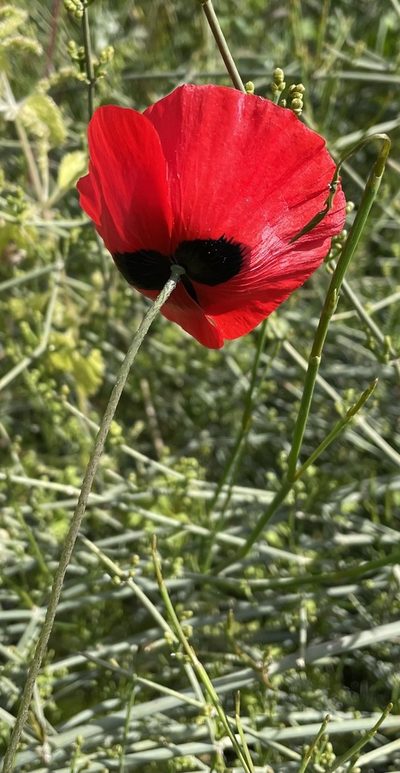 Papaver umbonatum, photographed by Henrik Kibak