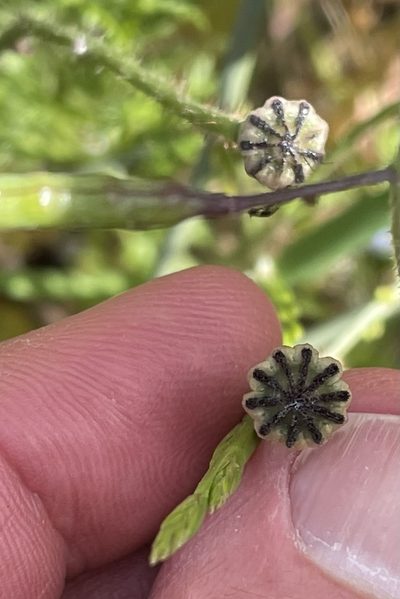 Papaver umbonatum, photographed by Henrik Kibak