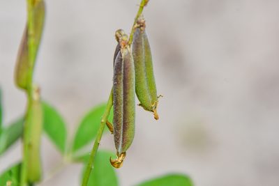 Crotalaria pallida, photographed by Jay Pruett