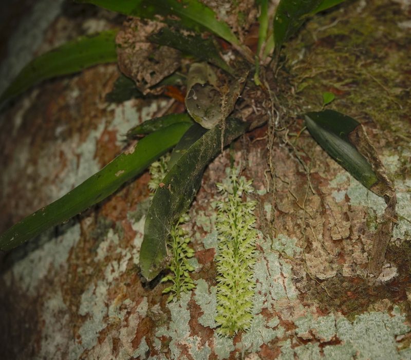 Notylia barkeri, photographed by desertnaturalist