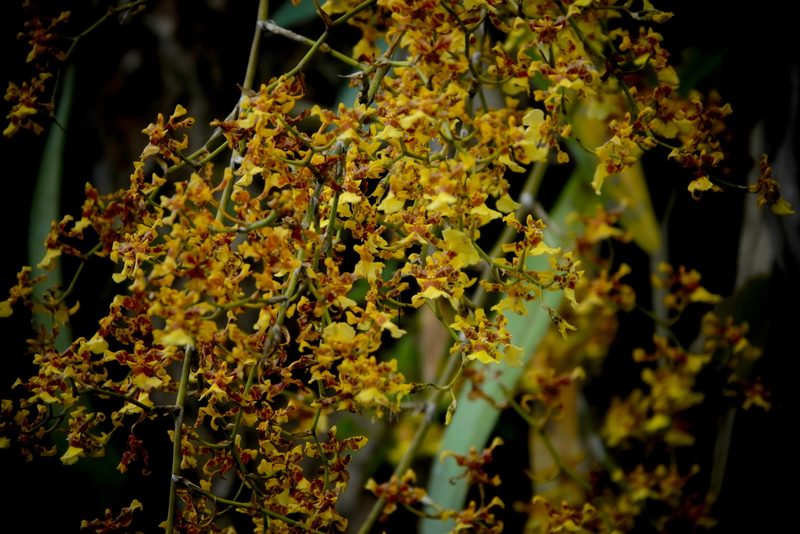Oncidium sphacelatum, photographed by desertnaturalist