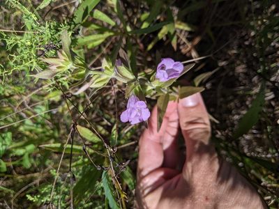 Agalinis auriculata, photographed by Nathan Aaron