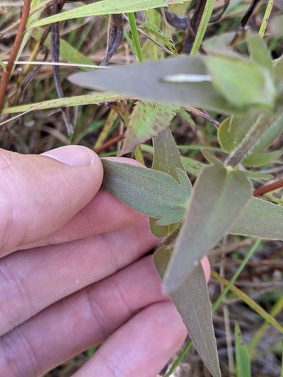 Agalinis auriculata, photographed by Nathan Aaron
