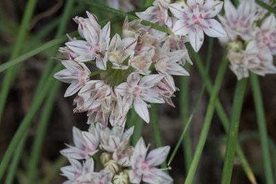 Allium haematochiton, photographed by Arvel Hernandez