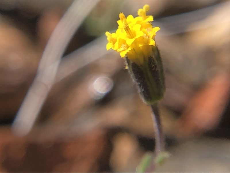 Layia discoidea, photographed by Justin Paulin