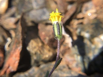 Layia discoidea, photographed by Justin Paulin