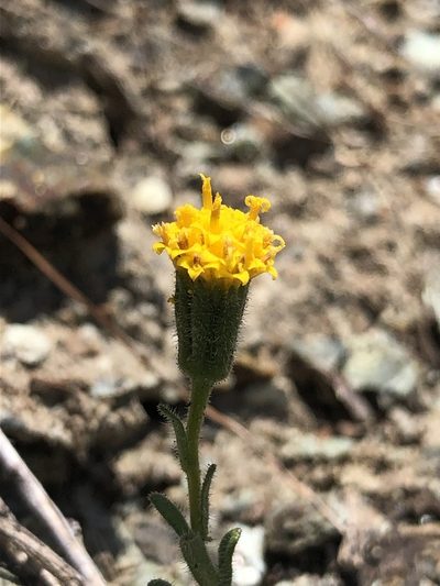 Layia discoidea, photographed by Justin Paulin