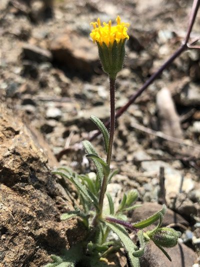 Layia discoidea, photographed by Justin Paulin