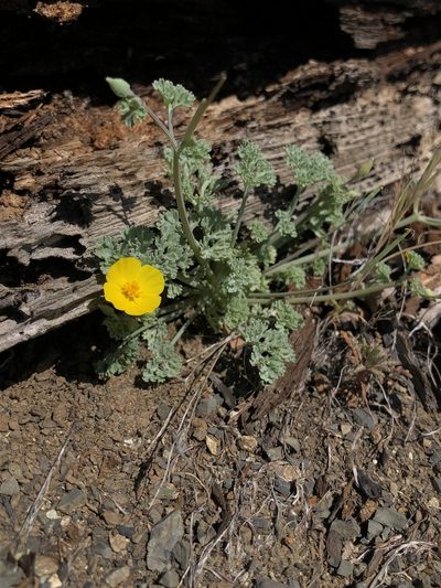Eschscholzia hypecoides, photographed by Justin Paulin