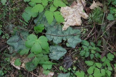 Cyclamen hederifolium, photographed by Sean Haight