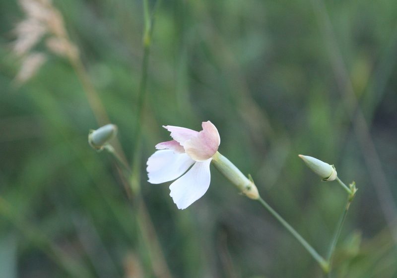 Dianthus lanceolatus, photographed by Oleg Kosterin