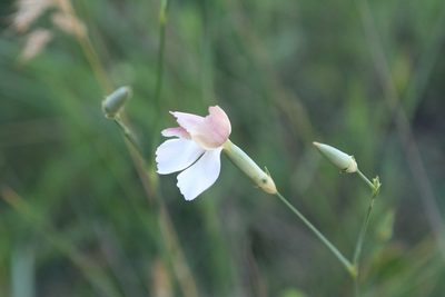 Dianthus lanceolatus, photographed by Oleg Kosterin