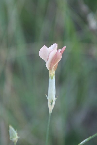 Dianthus lanceolatus, photographed by Oleg Kosterin