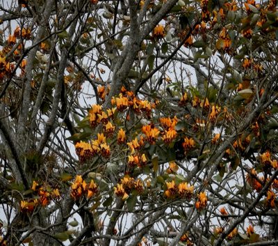 Erythrina fusca