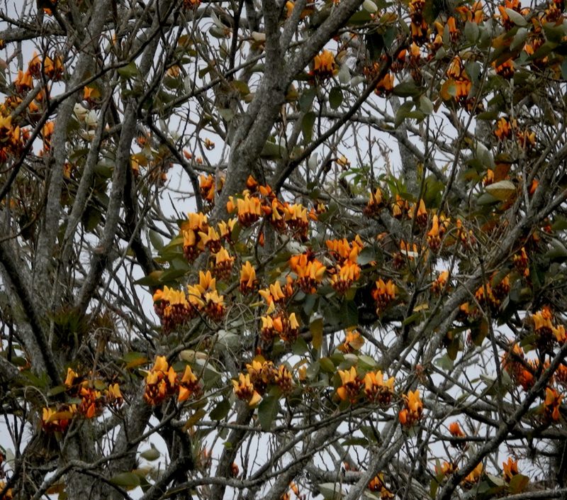 Erythrina fusca, photographed by desertnaturalist