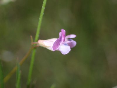 Vicia parviflora, photographed by Julien Renoult