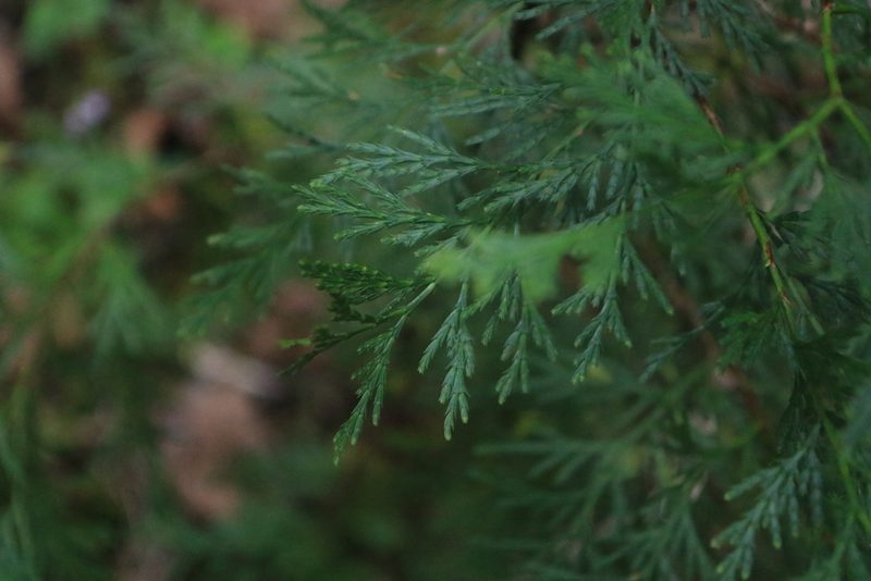 Calocedrus decurrens, photographed by Sean Haight
