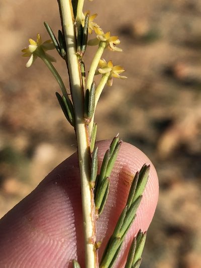Struthiola eckloniana, photographed by Dave U
