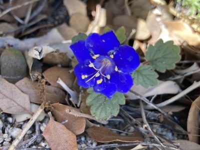 Phacelia campanularia, photographed by Annie Evankow