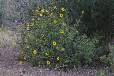 Encelia californica, photographed by Arvel Hernandez