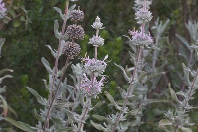 Salvia leucophylla, photographed by Arvel Hernandez