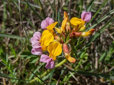 Hosackia gracilis, photographed by Victor Heng