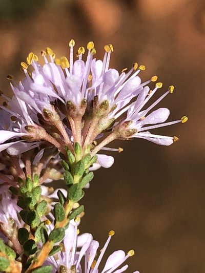 Agathosma crassifolia, photographed by Dave U