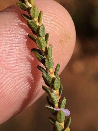 Agathosma crassifolia, photographed by Dave U
