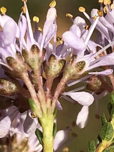Agathosma crassifolia, photographed by Dave U