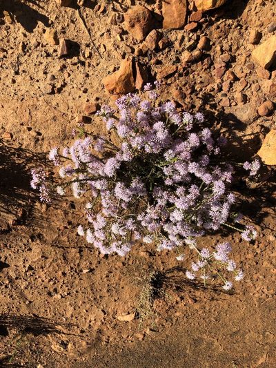 Agathosma crassifolia, photographed by Dave U