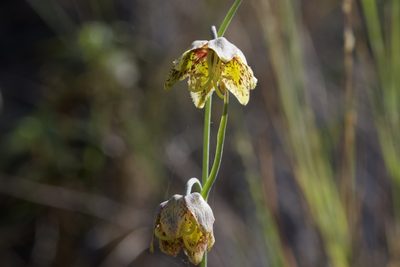 Fritillaria ojaiensis, photographed by Arvel Hernandez