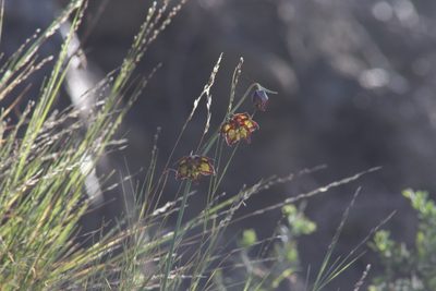 Fritillaria ojaiensis, photographed by Arvel Hernandez