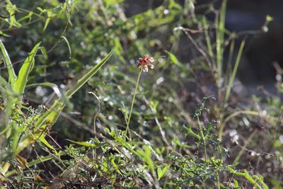Fritillaria ojaiensis, photographed by Arvel Hernandez