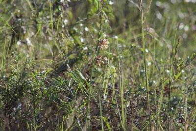 Fritillaria ojaiensis, photographed by Arvel Hernandez
