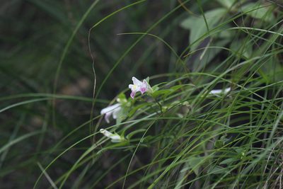 Melampyrum laxum, photographed by Wang.QG