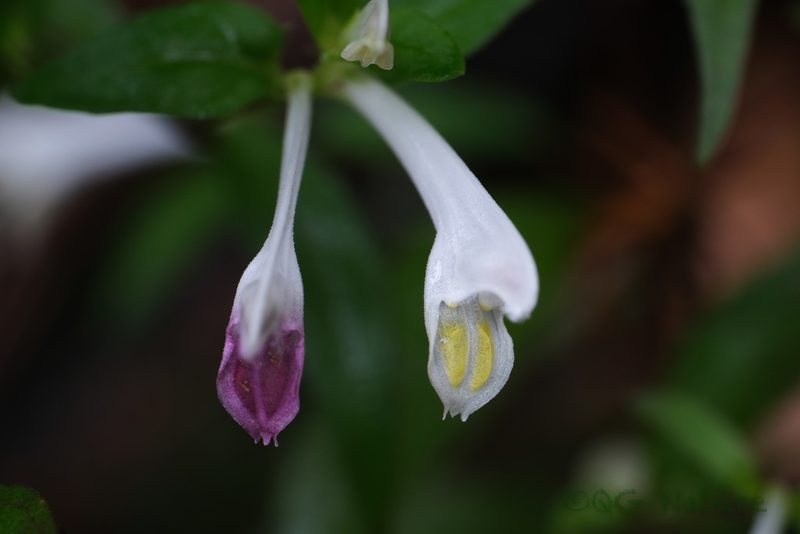 Melampyrum laxum, photographed by Wang.QG