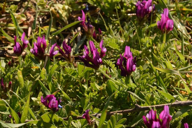 Astragalus callichrous, photographed by Mitch Van Dyke