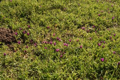 Astragalus callichrous, photographed by Mitch Van Dyke