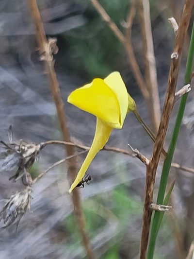 Nanorrhinum scoparium, photographed by Jacek Pietruszewski