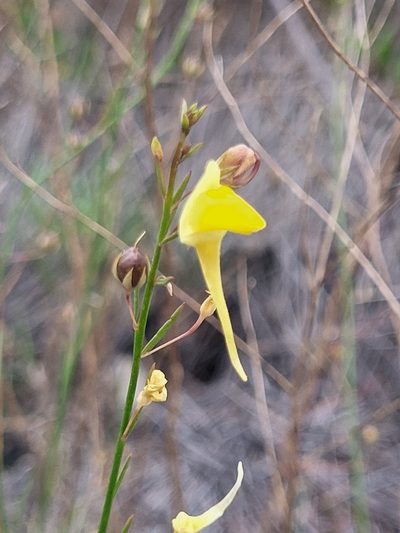 Nanorrhinum scoparium, photographed by Jacek Pietruszewski