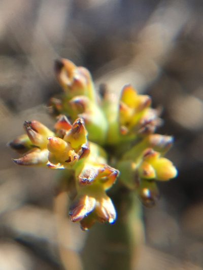 Thesium frisea, photographed by Simon Tamblyn