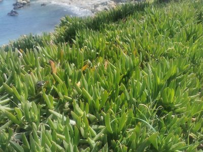 Carpobrotus acinaciformis, photographed by Chris Taklis
