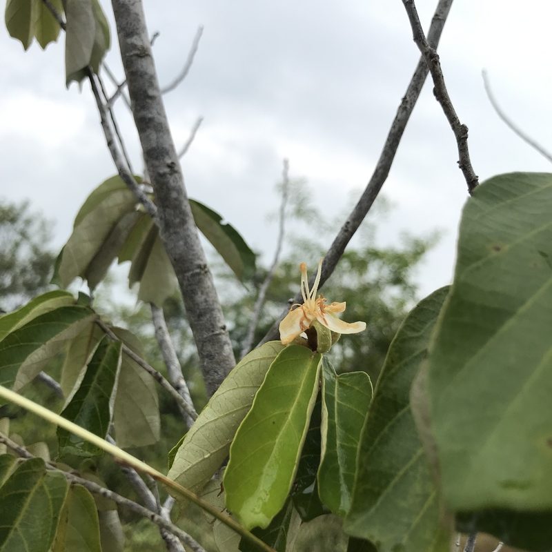 Pterospermum suberifolium, photographed by Meghaa