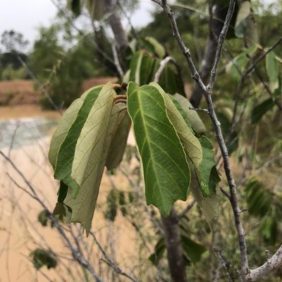 Pterospermum suberifolium, photographed by Meghaa