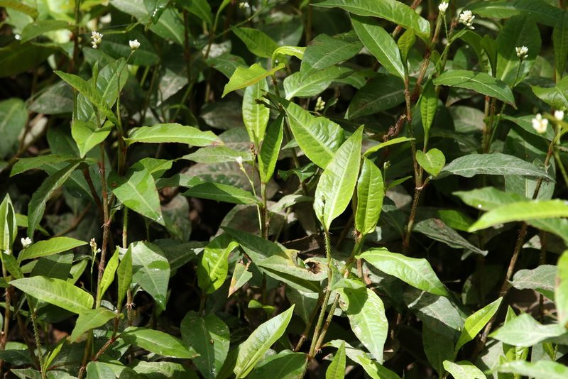 Persicaria dichotoma, photographed by Greg Tasney