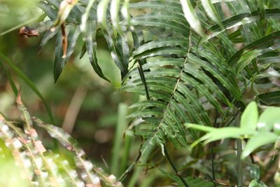 Telmatoblechnum indicum, photographed by Greg Tasney