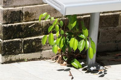 Ficus benjamina, photographed by Greg Tasney